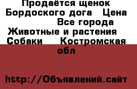 Продаётся щенок Бордоского дога › Цена ­ 37 000 - Все города Животные и растения » Собаки   . Костромская обл.